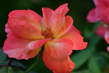 Bahçede açan güzel gül çiçeklerinin yakın plan görüntüsü 