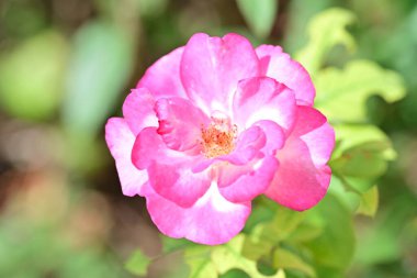 Bahçede açan güzel pembe gülün yakın plan görüntüsü. 