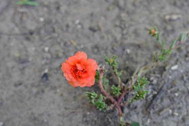 Bahçede açan güzel çiçeğin yakın plan görüntüsü.          