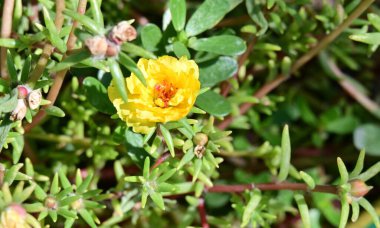 Güzel sarı çiçek bahçesinde yakın çekim