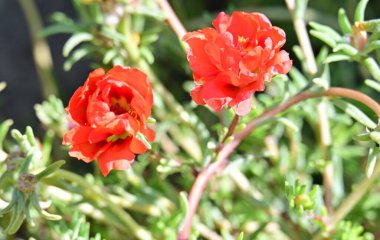 Bahçedeki güzel kırmızı çiçekler