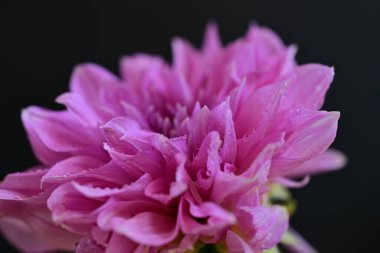 Siyah arka planda güzel pembe yıldız çiçeği