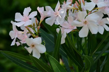 Güneşli yaz gününde bahçede yetişen güzel çiçekler.            