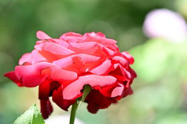 Bahçede açan güzel pembe gülün yakın plan görüntüsü. 