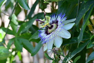 Mavi tutku çiçek (passiflora caerulea)