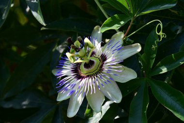 Mavi tutku çiçek (passiflora caerulea)