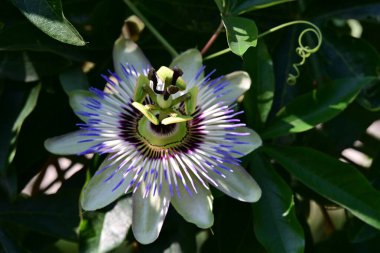 Mavi tutku çiçek (passiflora caerulea)