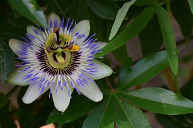 Mavi tutku çiçek (passiflora caerulea)