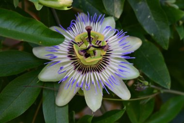 Mavi tutku çiçek (passiflora caerulea)