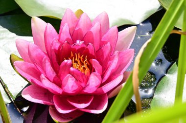 Havuzda pembe nilüfer veya nilüfer çiçeği