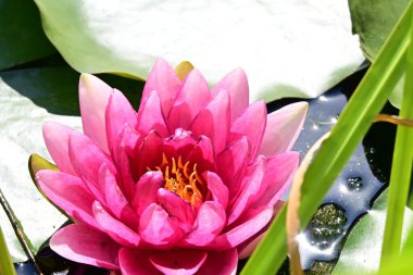 Bahçedeki güzel nilüfer çiçeği