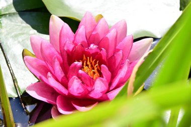 havuzda güzel çiçek açan lotus çiçeği