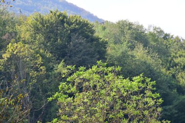 Yeşil ağaçlı güzel bir park manzarası.