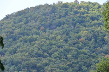 Dağ ormanında yeşil ağaçlar