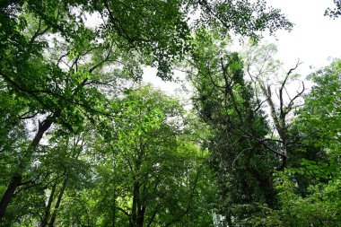 Dağ ormanında yeşil ağaçlar