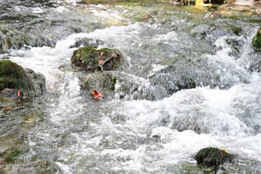 Yeşil ormandaki su akıntısı