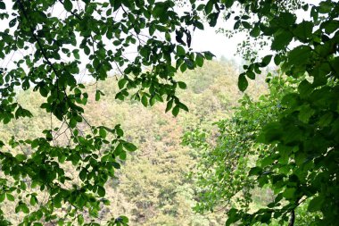 Dağ ormanında yeşil ağaçlar