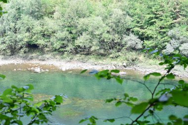 Dağ ormanında yeşil ağaçlar