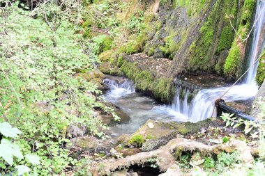 Yeşil ormandaki su akıntısı
