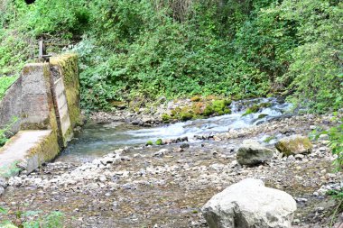 Yeşil ormandaki su akıntısı