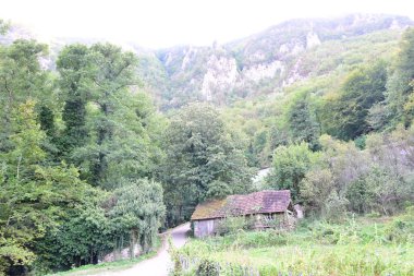 Dağ ormanında yeşil ağaçlar
