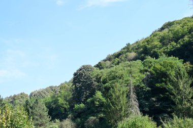 Dağ ormanında yeşil ağaçlar