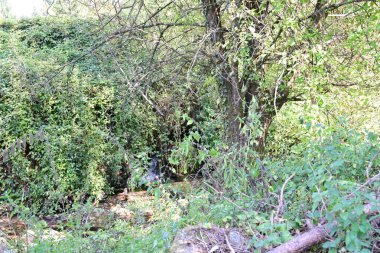 Dağ ormanında yeşil ağaçlar