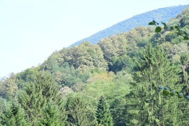 Dağ ormanında yeşil ağaçlar