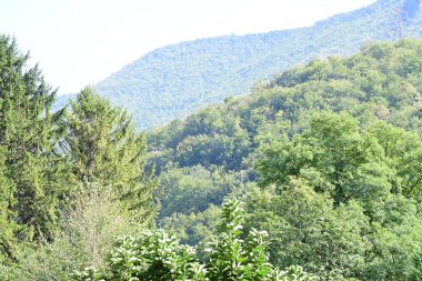 Dağ ormanında yeşil ağaçlar