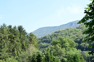 Dağ ormanında yeşil ağaçlar
