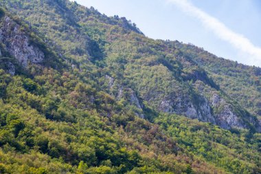 Dağ ormanında yeşil ağaçlar
