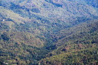 Dağ ormanında yeşil ağaçlar