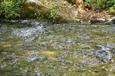 Yeşil ormandaki su akıntısı