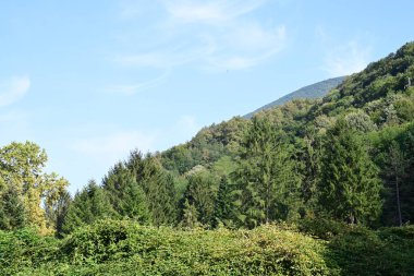 Dağ ormanında yeşil ağaçlar