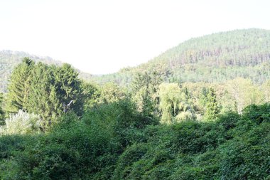 Dağ ormanında yeşil ağaçlar