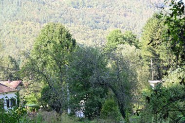 Dağ ormanında yeşil ağaçlar