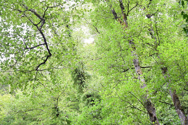 Árboles Verdes Bosque Montaña — Foto de Stock