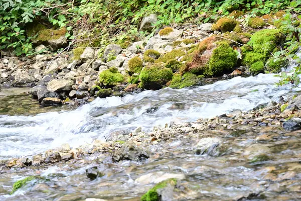 Yeşil ormandaki su akıntısı