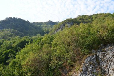 Dağlardaki yeşil orman