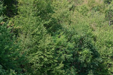 Dağlardaki yeşil orman