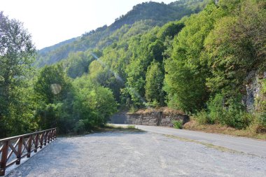 Dağ ormanında yeşil ağaçlar