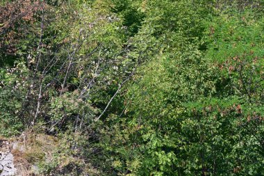 Dağlardaki yeşil orman