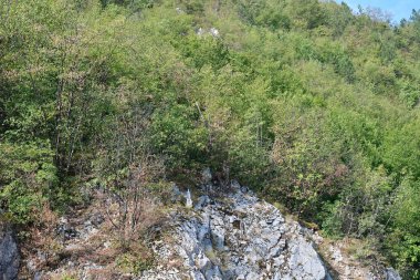 Dağlardaki yeşil orman