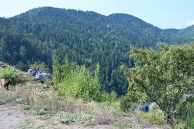 Dağlardaki yeşil orman