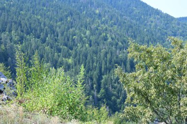 Dağlardaki yeşil orman