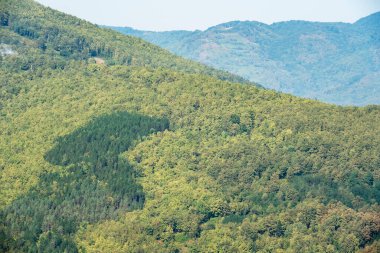 Dağlardaki yeşil orman