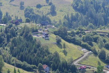 Dağ ormanında yeşil ağaçlar