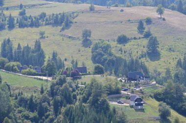 Dağ ormanında yeşil ağaçlar