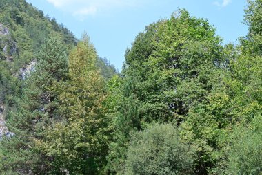 Dağlardaki yeşil orman