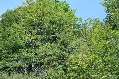 Dağlardaki yeşil orman